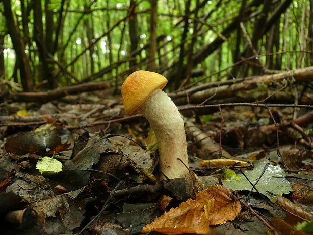 kozák osikový Leccinum albostipitatum den Bakker & Noordel.