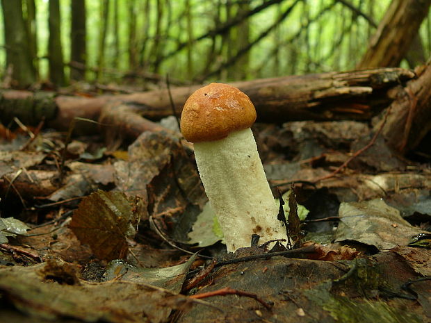 kozák osikový Leccinum albostipitatum den Bakker & Noordel.