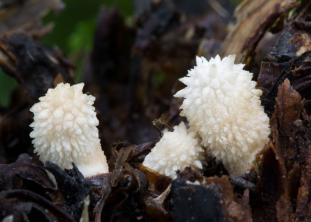 prášnica pichliačová Lycoperdon echinatum Pers.