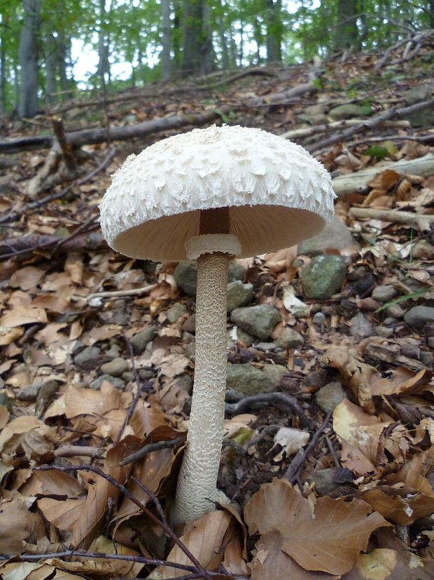 bedľa štíhla Macrolepiota mastoidea (Fr.) Singer