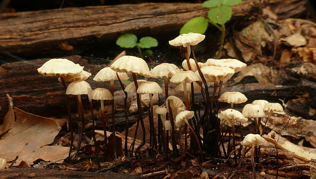 tanečnica golieriková Marasmius rotula (Scop.) Fr.