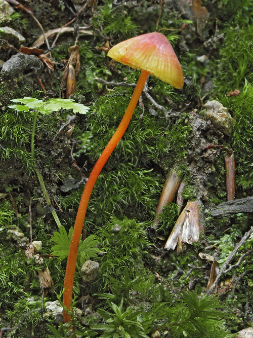 prilbička šafranová Mycena crocata (Schrad.) P. Kumm.