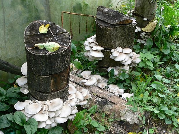 hliva ustricovitá Pleurotus ostreatus