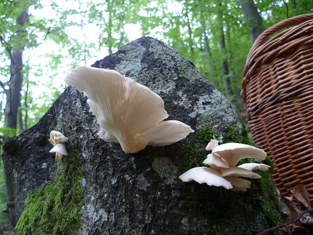 hliva buková Pleurotus pulmonarius (Fr.) Quél.