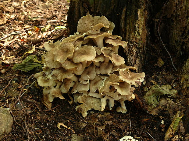 trúdnik klobúčkatý Polyporus umbellatus (Pers.) Fr.