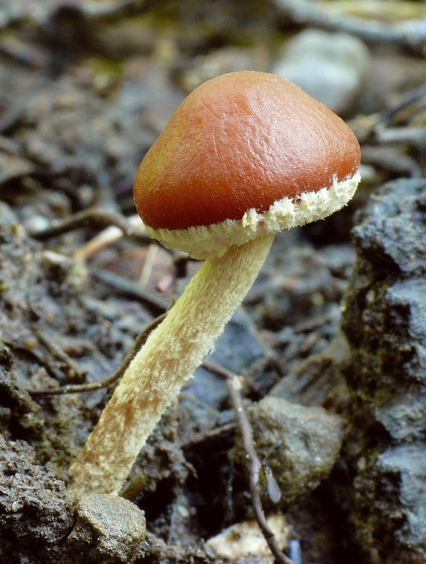 drobuľka Psathyrella sp.