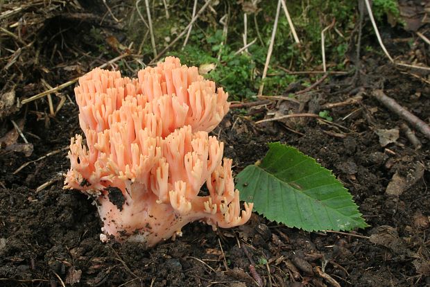 strapačka lososovoružová Ramaria subbotrytis (Coker) Corner