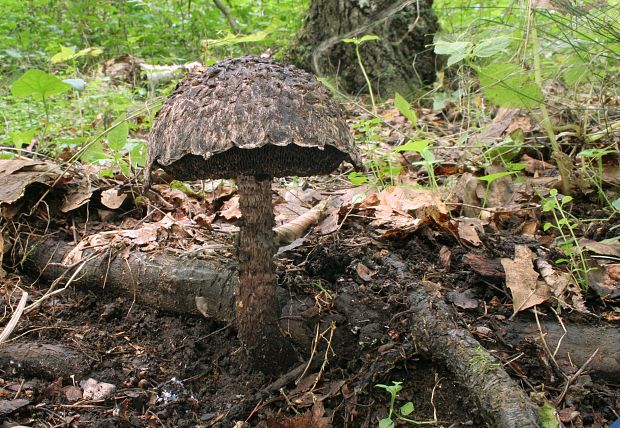 šiškovec šupinatý Strobilomyces strobilaceus (Scop.) Berk.