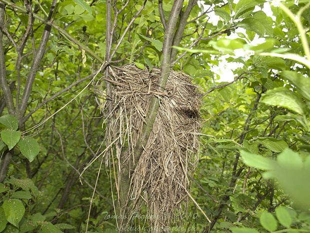 drozd plavý hniezdo turdus philomeros