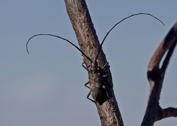 .  Monochamus galloprovincialis