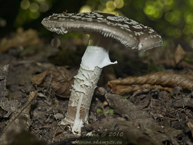 muchotrávka hrubá Amanita excelsa (Fr.) Bertill.