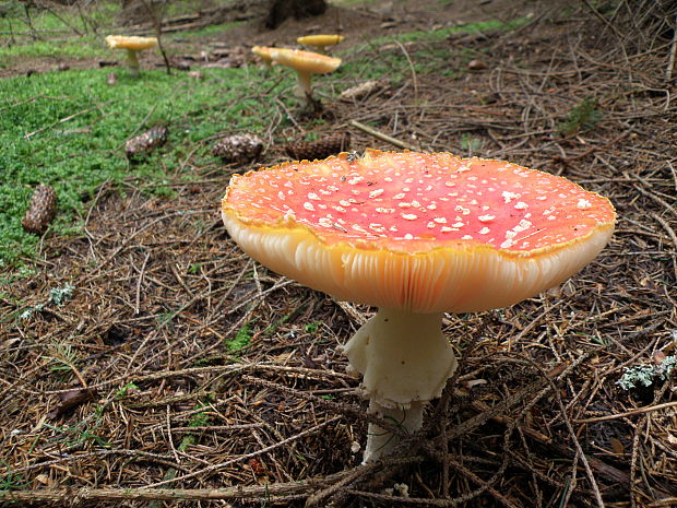 muchotrávka červená Amanita muscaria (L.) Lam.