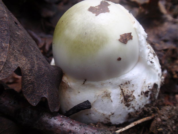 muchotrávka zelená Amanita phalloides (Vaill. ex Fr.) Link