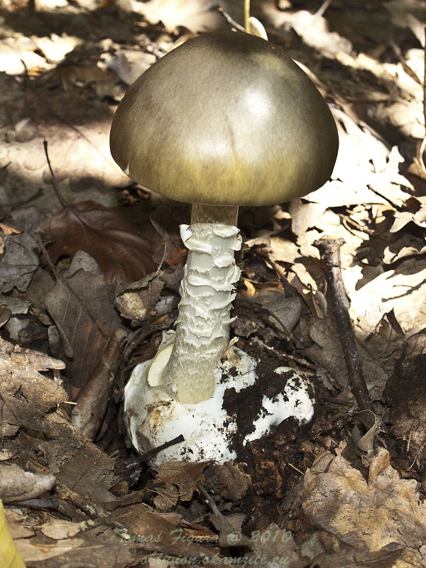 muchotrávka zelená Amanita phalloides (Vaill. ex Fr.) Link