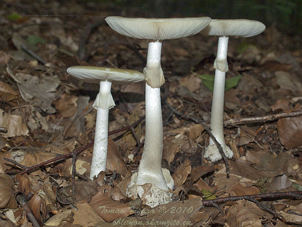 muchotrávka zelená Amanita phalloides (Vaill. ex Fr.) Link