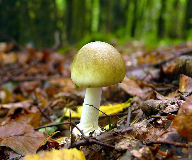 muchotrávka zelená Amanita phalloides (Vaill. ex Fr.) Link