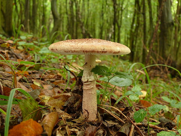 muchotrávka červenkastá Amanita rubescens Pers.