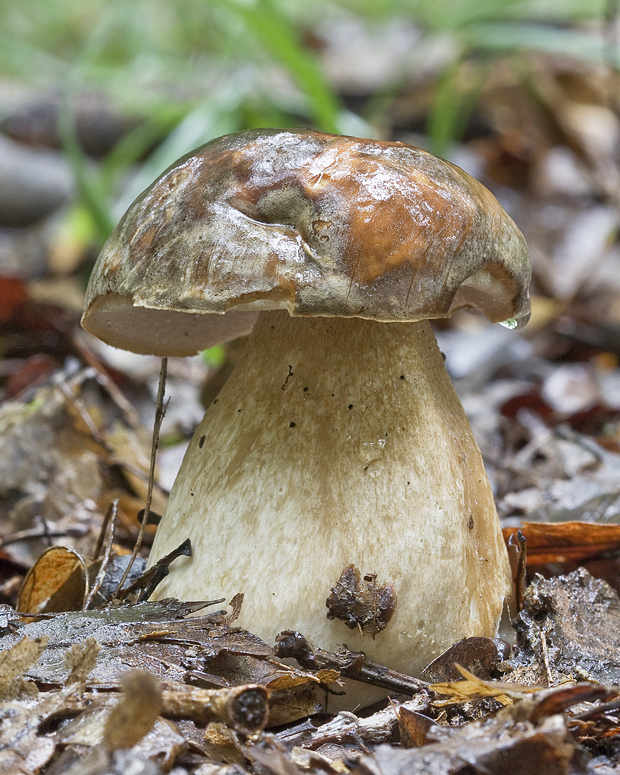 hríb bronzový Boletus aereus Bull. ex Fr.