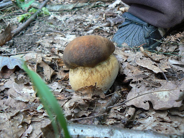 hríb bronzový Boletus aereus Bull. ex Fr.