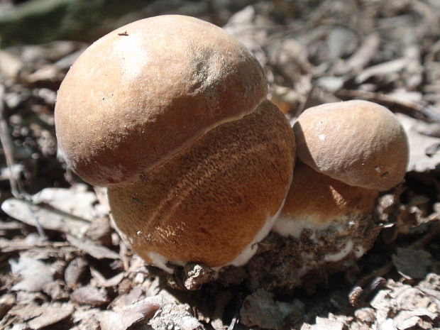 hríb dubový Boletus reticulatus Schaeff.