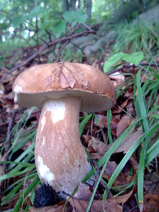 hríb dubový Boletus reticulatus Schaeff.