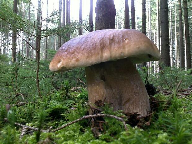 hríb dubový Boletus reticulatus Schaeff.