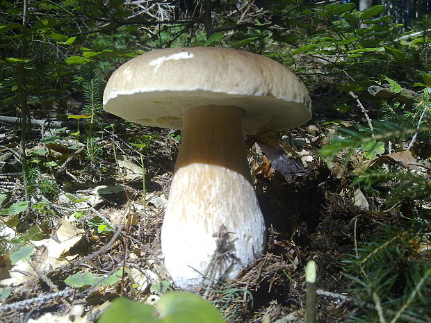 hríb dubový Boletus reticulatus Schaeff.