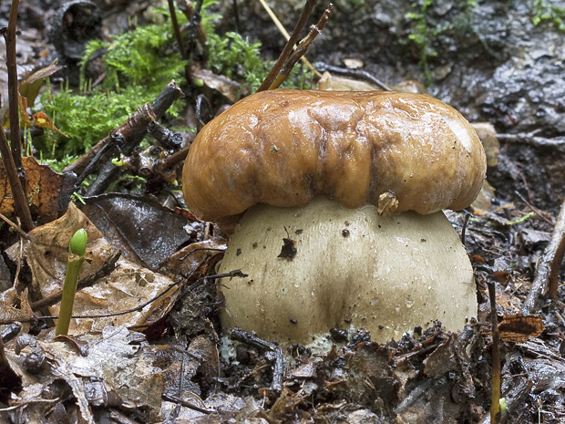 hríb Boletus sp.