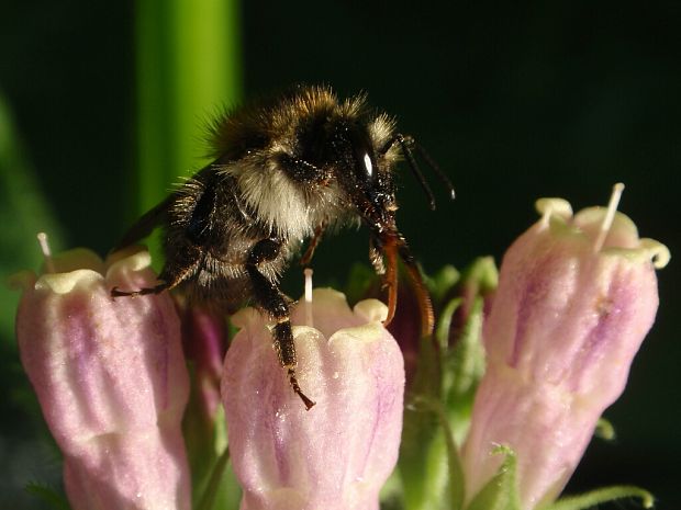 čmeľ zemný Bombus terrestris