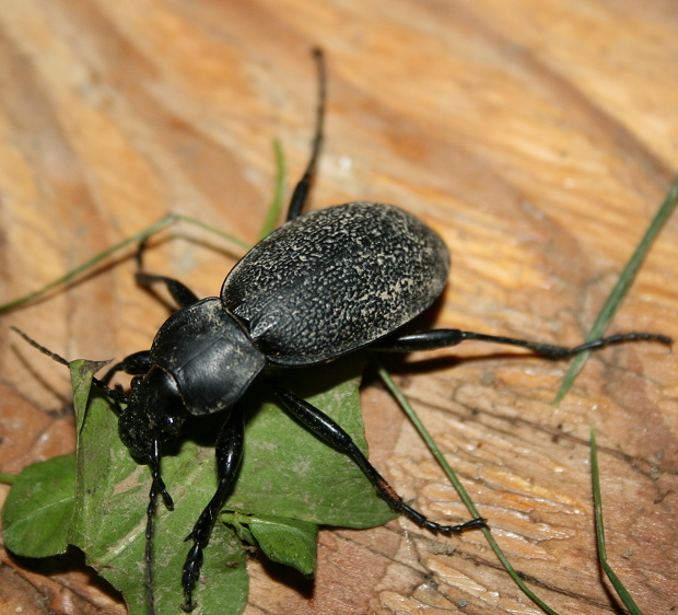 bystruška kožovitá Carabus coriaceus