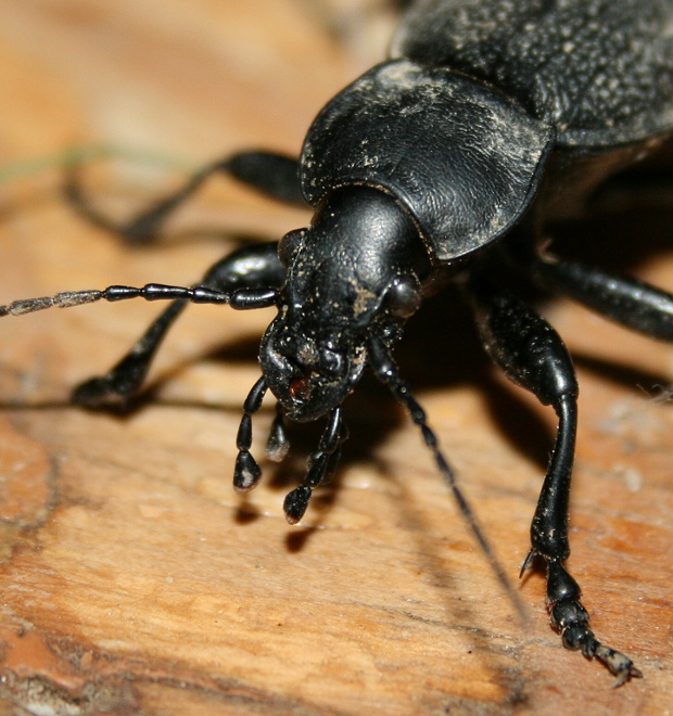 bystruška kožovitá Carabus coriaceus