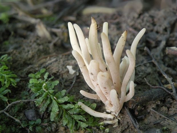 kyjačik Clavaria sp.