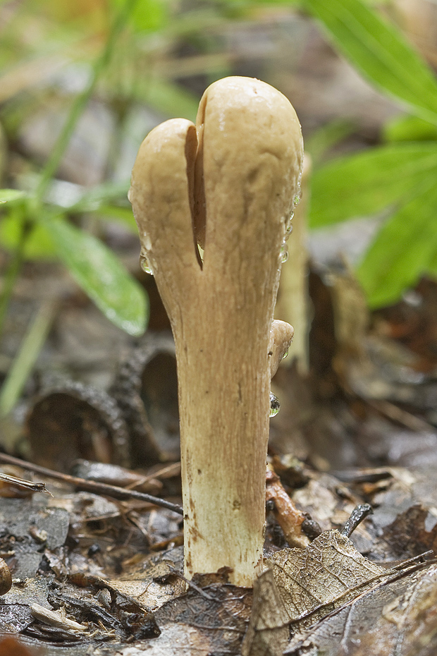 kyjak obrovský Clavariadelphus pistillaris (Fr.) Donk