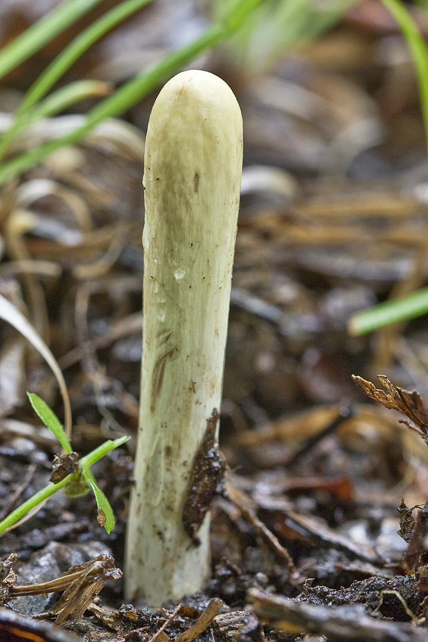 kyjak Clavariadelphus sp.