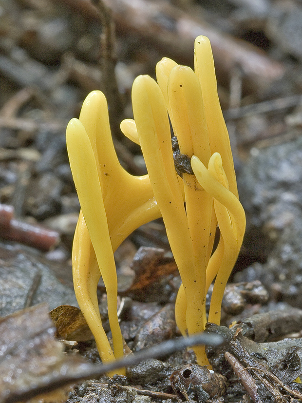 pakonárovka Clavulinopsis sp.