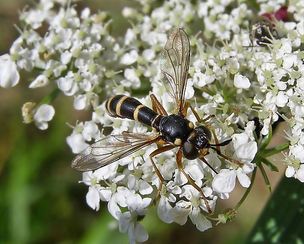 Conops quadrifasciatus