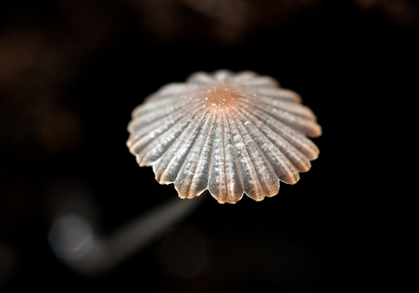 hnojník hranatovýtrusný Coprinellus marculentus (Britzelm.) Redhead, Vilgalys & Moncalvo