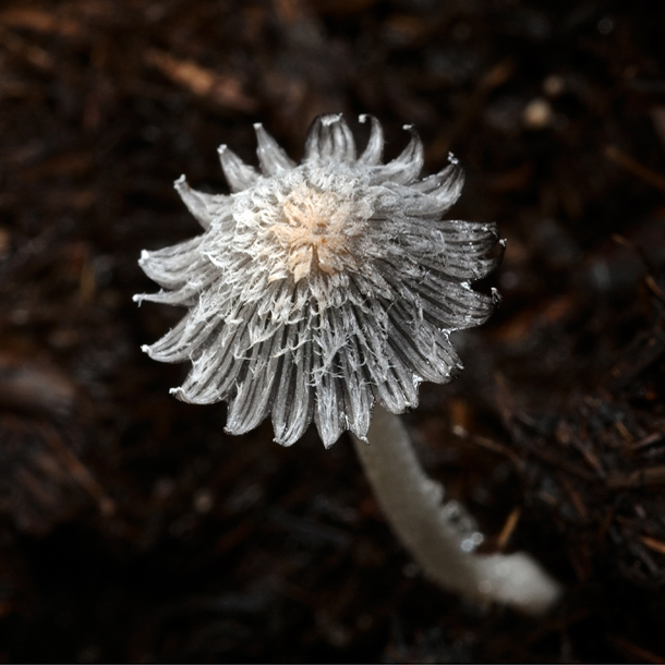 hnojník mrvový Coprinopsis cinerea (Schaeff.) Redhead, Vilgalys & Moncalvo