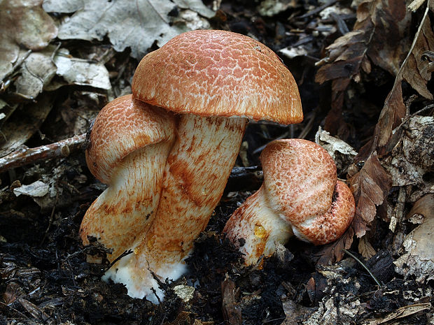 pavučinovec červenošupinatý Cortinarius bolaris (Pers.) Fr.