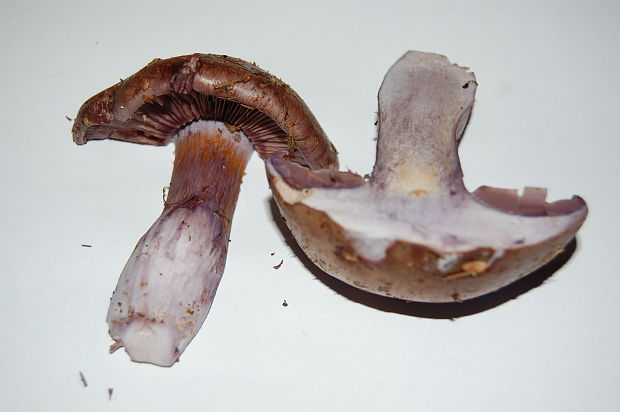 pavučinovec purpurovoškvrnitý? Cortinarius purpurascens?