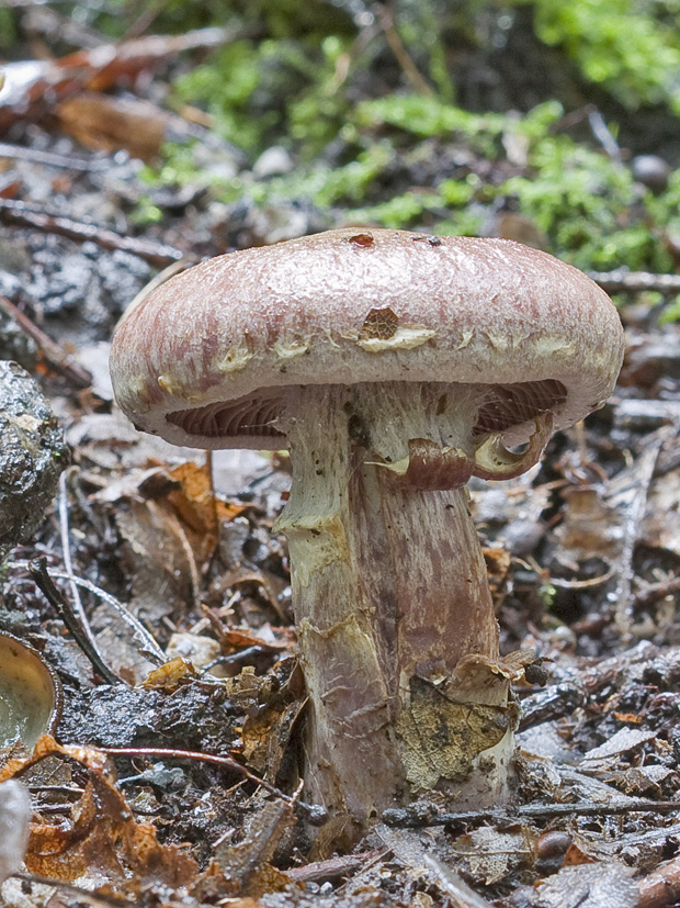 pavučinovec Cortinarius sp.