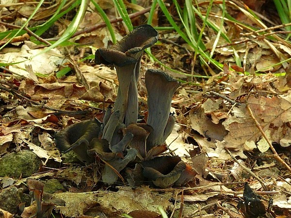 lievik trúbkovitý Craterellus cornucopioides (L.) Pers.