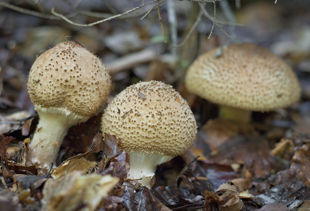 bedlička  Echinoderma sp. (Pers.) Bon