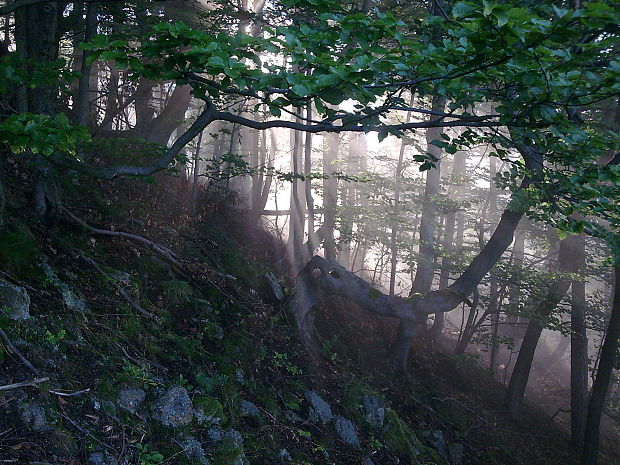 buk lesný Fagus sylvatica L.