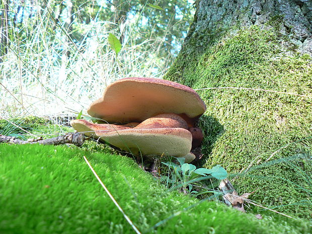 pečeňovec dubový Fistulina hepatica (Schaeff.) With.