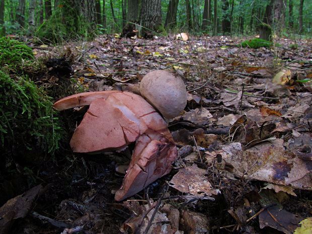 hviezdovka červenkastá Geastrum rufescens Pers.