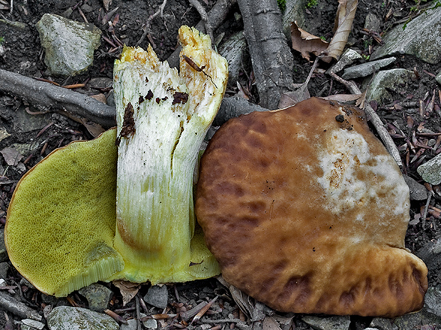 hríb jamkatý Hemileccinum depilatum (Redeuilh) Šutara