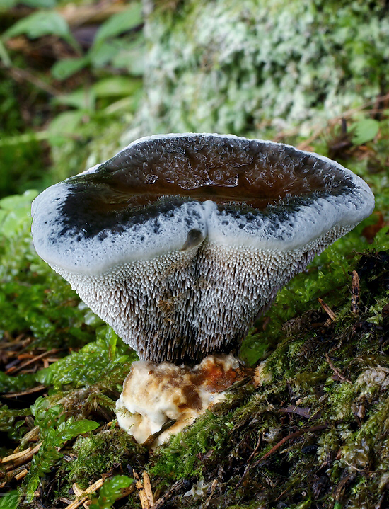 jelenkovka modrastá Hydnellum caeruleum (Hornem.) P. Karst.