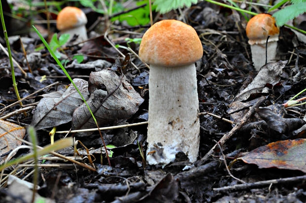 kozák osikový Leccinum albostipitatum den Bakker & Noordel.