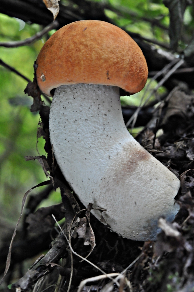 kozák osikový Leccinum albostipitatum den Bakker & Noordel.